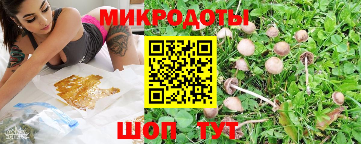 Псилоцибиновые грибы Psilocybe Щёкино